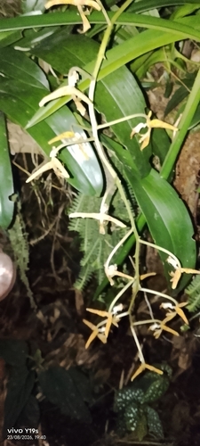 Gongora gratulabunda