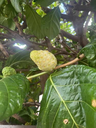 Morinda citrifolia observed 2026-08-21