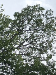 Ictinia mississippiensis