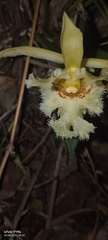 Chondroscaphe embreei