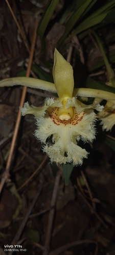 Chondroscaphe embreei, photograph 2