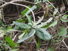 Acrisione denticulata