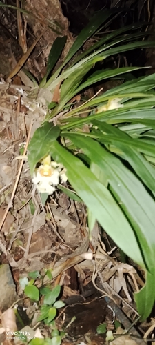 Chondroscaphe embreei, photograph 5