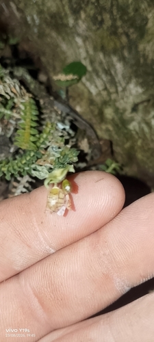Dichaea hystricina