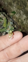 Dichaea hystricina