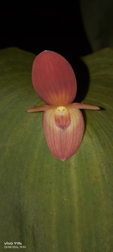 Pleurothallis titan, photograph 1
