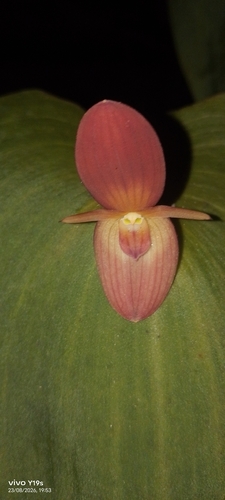 Pleurothallis titan, photograph 2