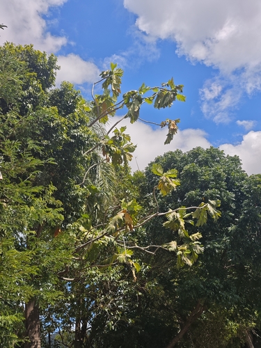 Artocarpus odoratissimus observed 2026-08-24