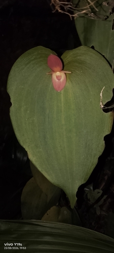 Pleurothallis titan, photograph 3