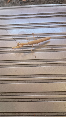 European Mantis