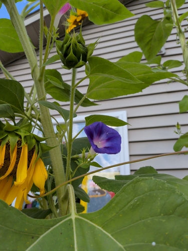 common morning-glory