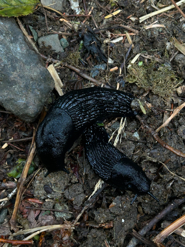Black Slug