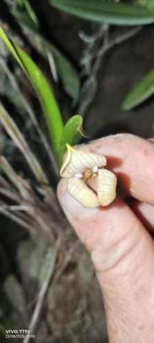 Maxillaria egertoniana