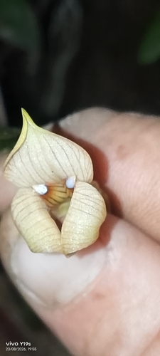 Maxillaria egertoniana, photograph 2