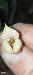 Maxillaria egertoniana, photograph author not stated, no rights reserved