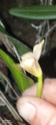 Maxillaria egertoniana, photograph 3