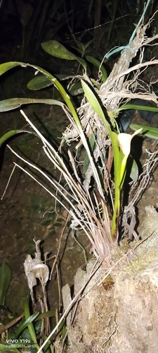 Maxillaria egertoniana, photograph 4