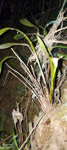 Maxillaria egertoniana, photograph 5