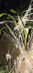 Maxillaria egertoniana, photograph author not stated, no rights reserved