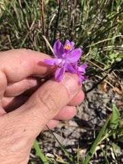 Calopogon