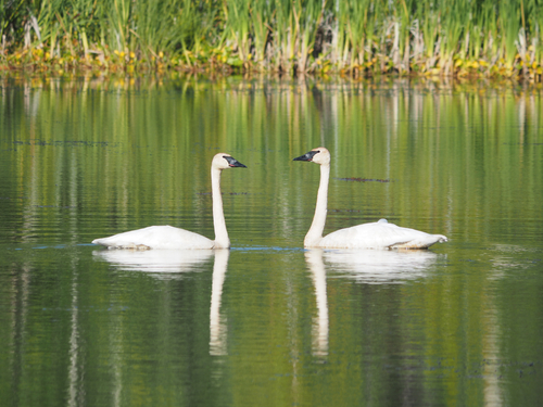 Trumpeter Swan