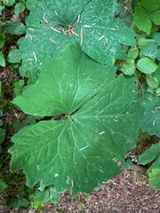 Achlys triphylla, photograph (c) Lindsey K. Wise, some rights reserved (CC BY)