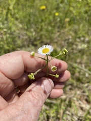 Erigeron strigosus strigosus
