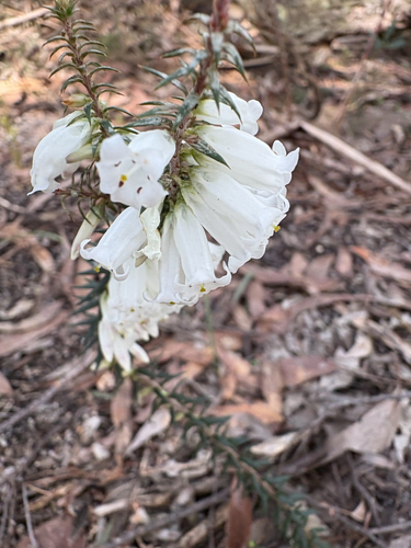 Common Heath