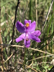 Calopogon