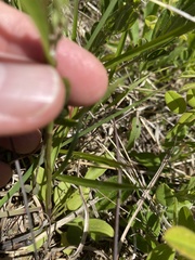 Erigeron strigosus strigosus