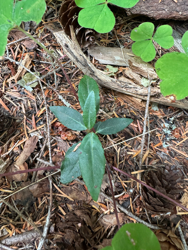 Chimaphila menziesii, photograph 3