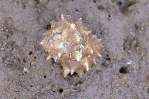 Mancinella echinata observed 2026-08-16