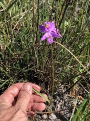Calopogon