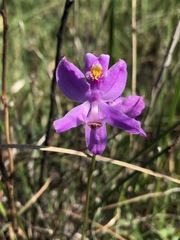 Calopogon
