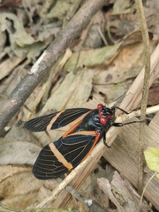 Vittagaeana paviei