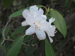 Rhododendron carolinianum