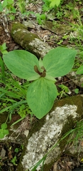Trillium viride