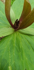 Trillium viride