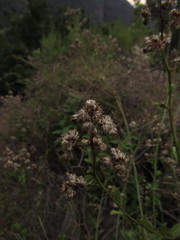 Baccharis racemosa