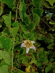 Passiflora bicornis, photograph (c) Anthony Mora Aguilar, some rights reserved (CC BY)