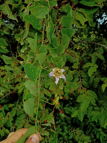 Passiflora bicornis, photograph 2