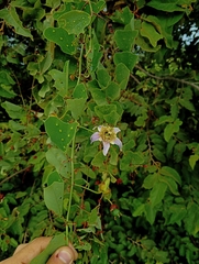 Passiflora bicornis, photograph (c) Anthony Mora Aguilar, some rights reserved (CC BY)