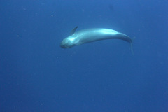 Pseudorca crassidens