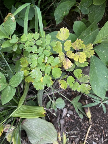 Thalictrum occidentale, photograph 4