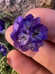 Phacelia distans, photograph author not stated, no rights reserved