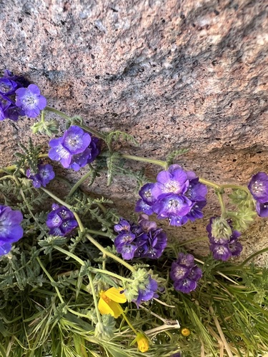 Phacelia distans, photograph 5