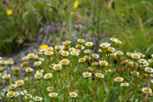 Erigeron morrisonensis, 2026-08-23