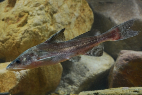 Chinese longsnout catfish