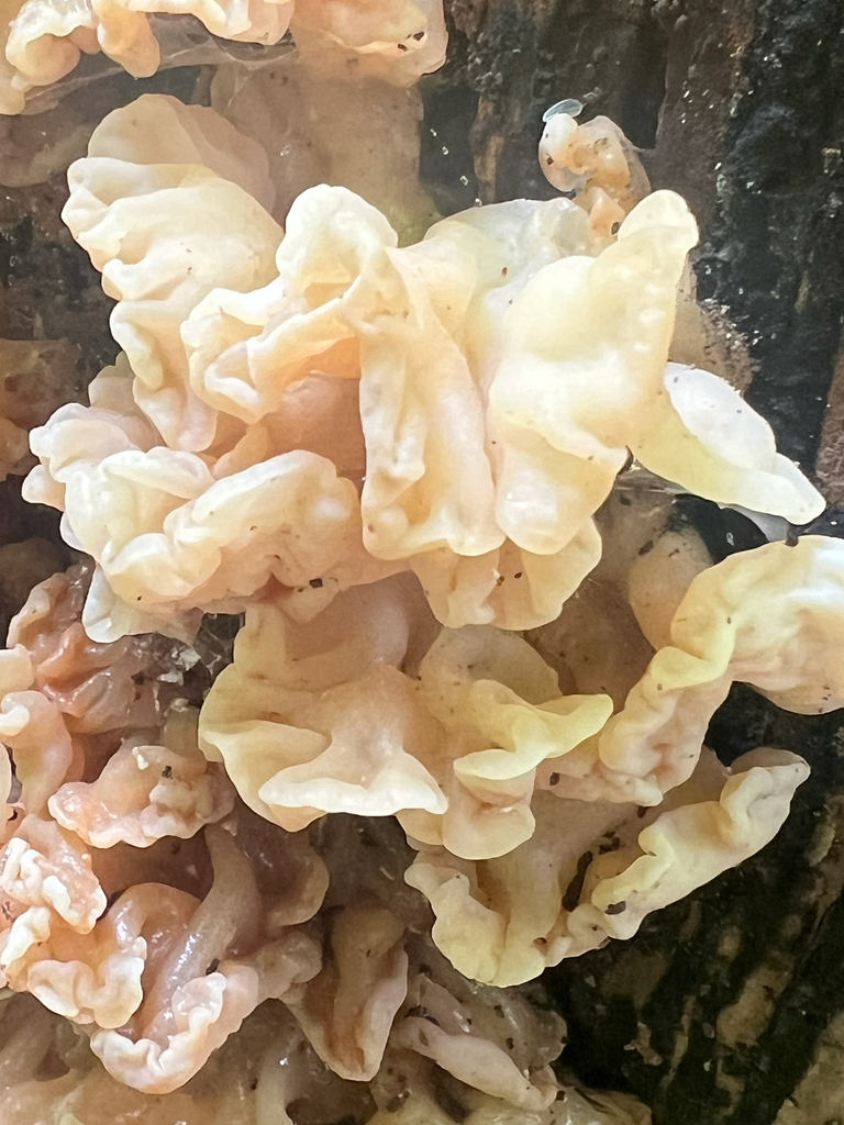 white jelly fungus · August 2026 · photo: Photo: (c) Thismia, some rights reserved (CC BY-SA) · iNaturalist