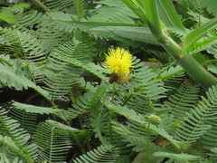Neptunia oleracea